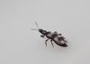 Aeolothrips sp.